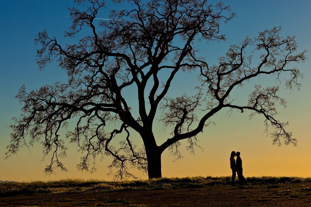 A engaged couple is kissing under a tree in a field at sunset.