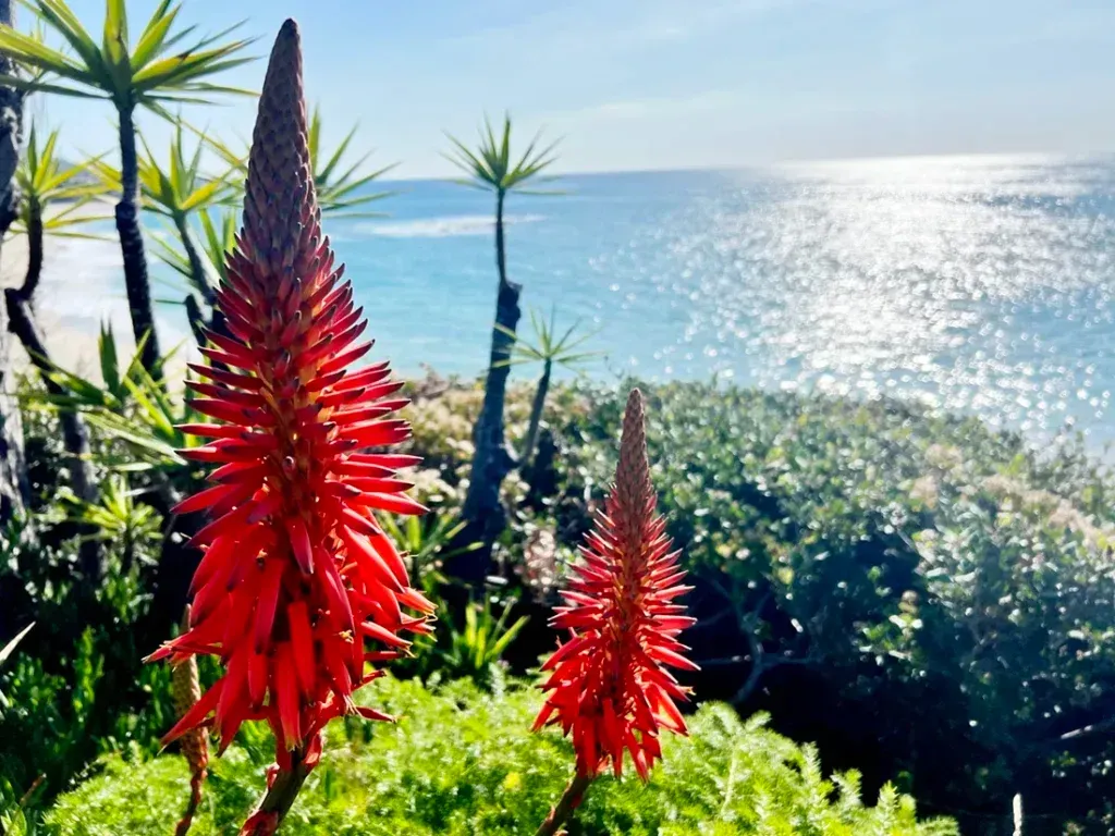 Dana Point Photographer A couple of red flowers in front of the Pacific Ocean