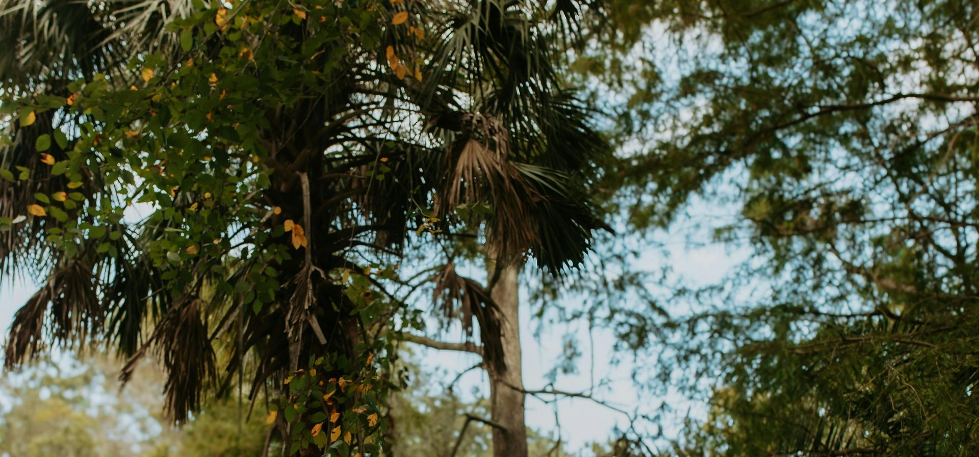 Affordable life insurance for Lakeland Florida. Calm Tree background