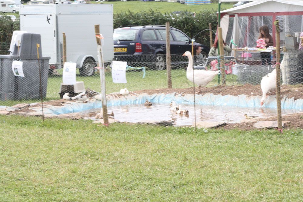 Ducks are swimming in a pond with a car in the background