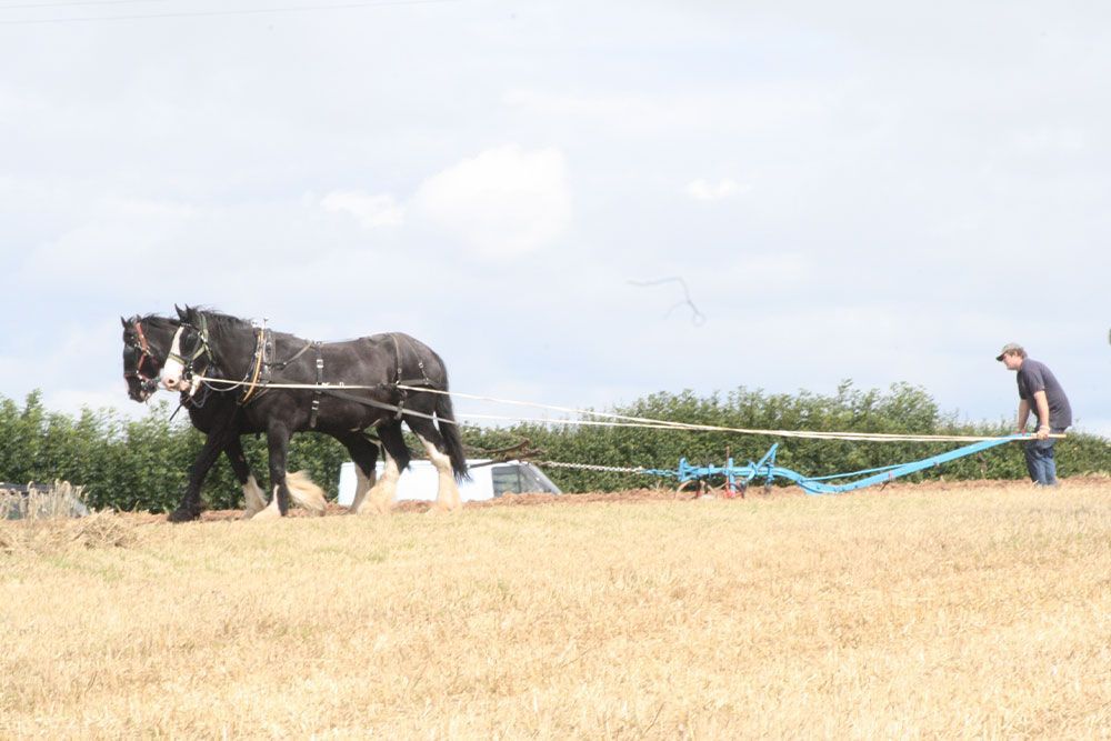 A man is plowing a field with two horses pulling a plow.