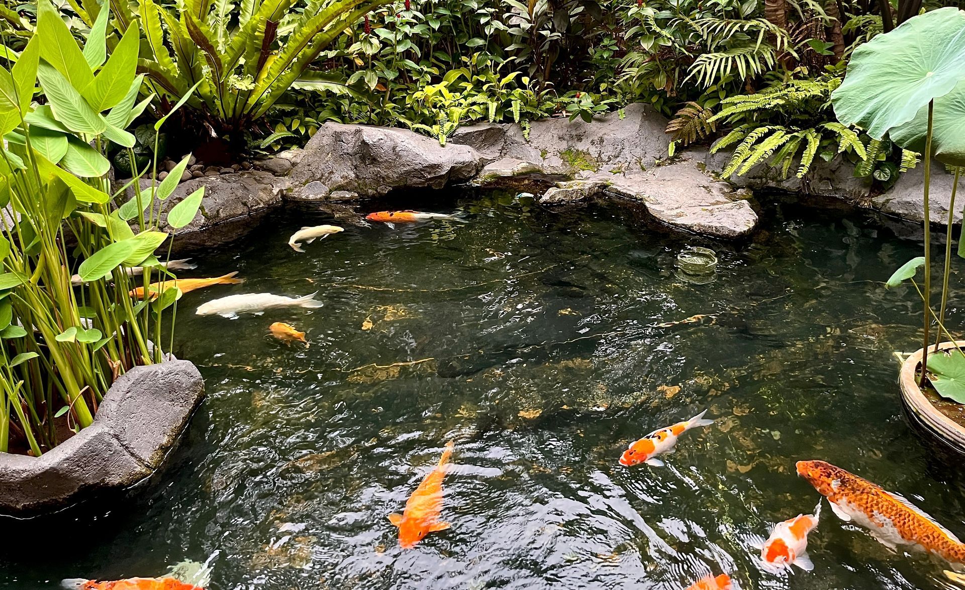 A pond filled with fish and plants in a garden.