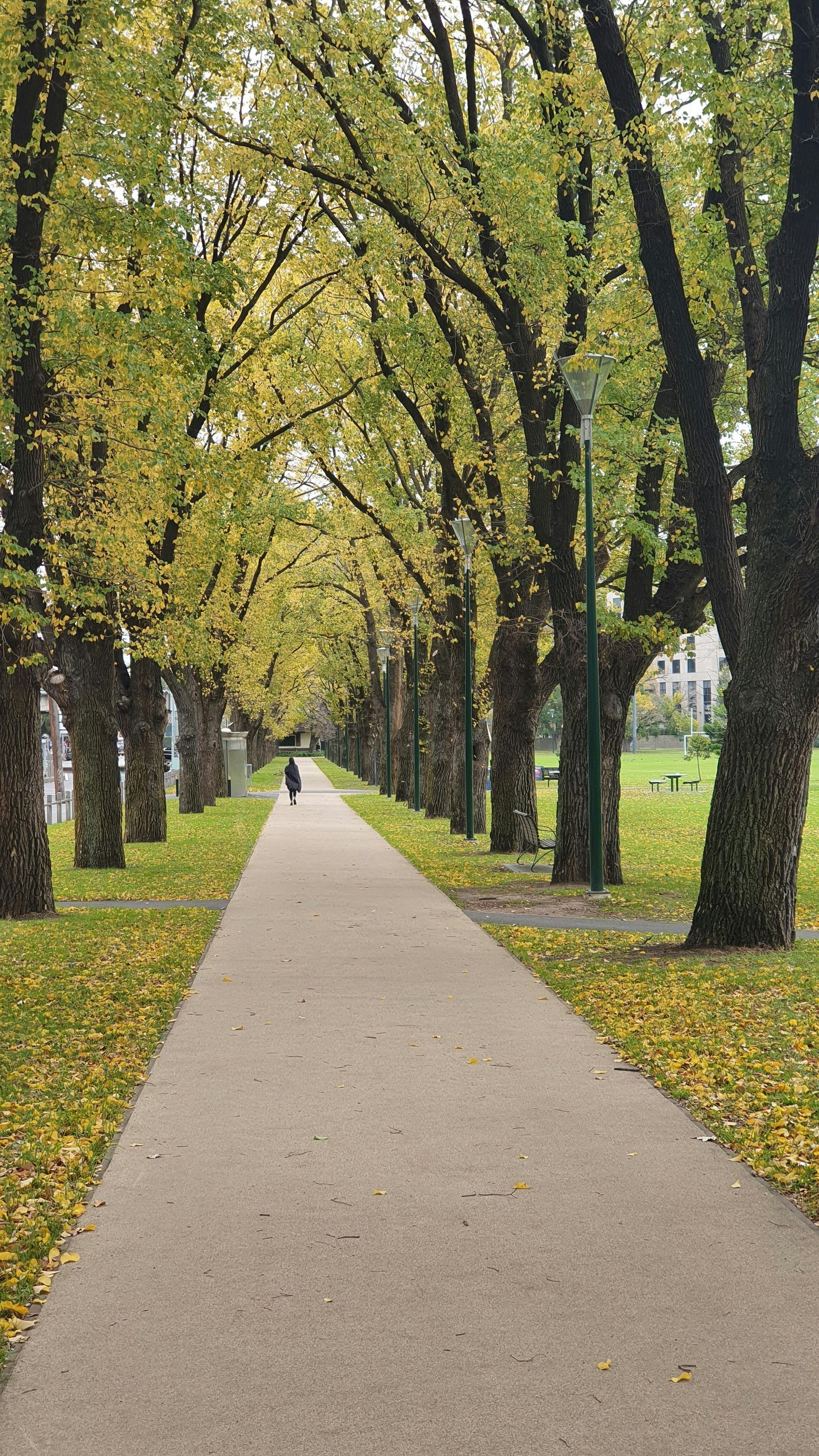  Elite Outdoor Living Solutions is installing a stunning tree-lined concrete walkway in Piedmont, OK.