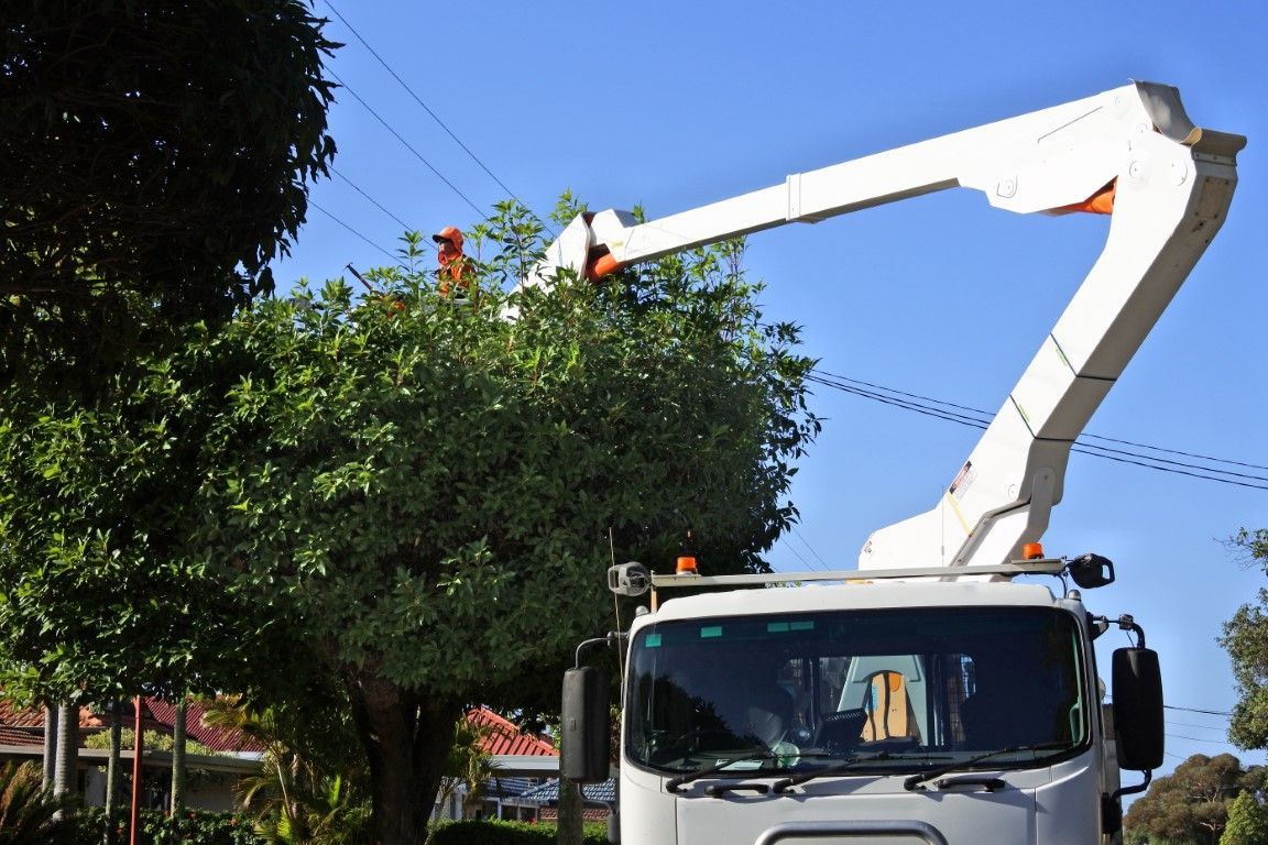 An image of tree care services in Beaumont, CA