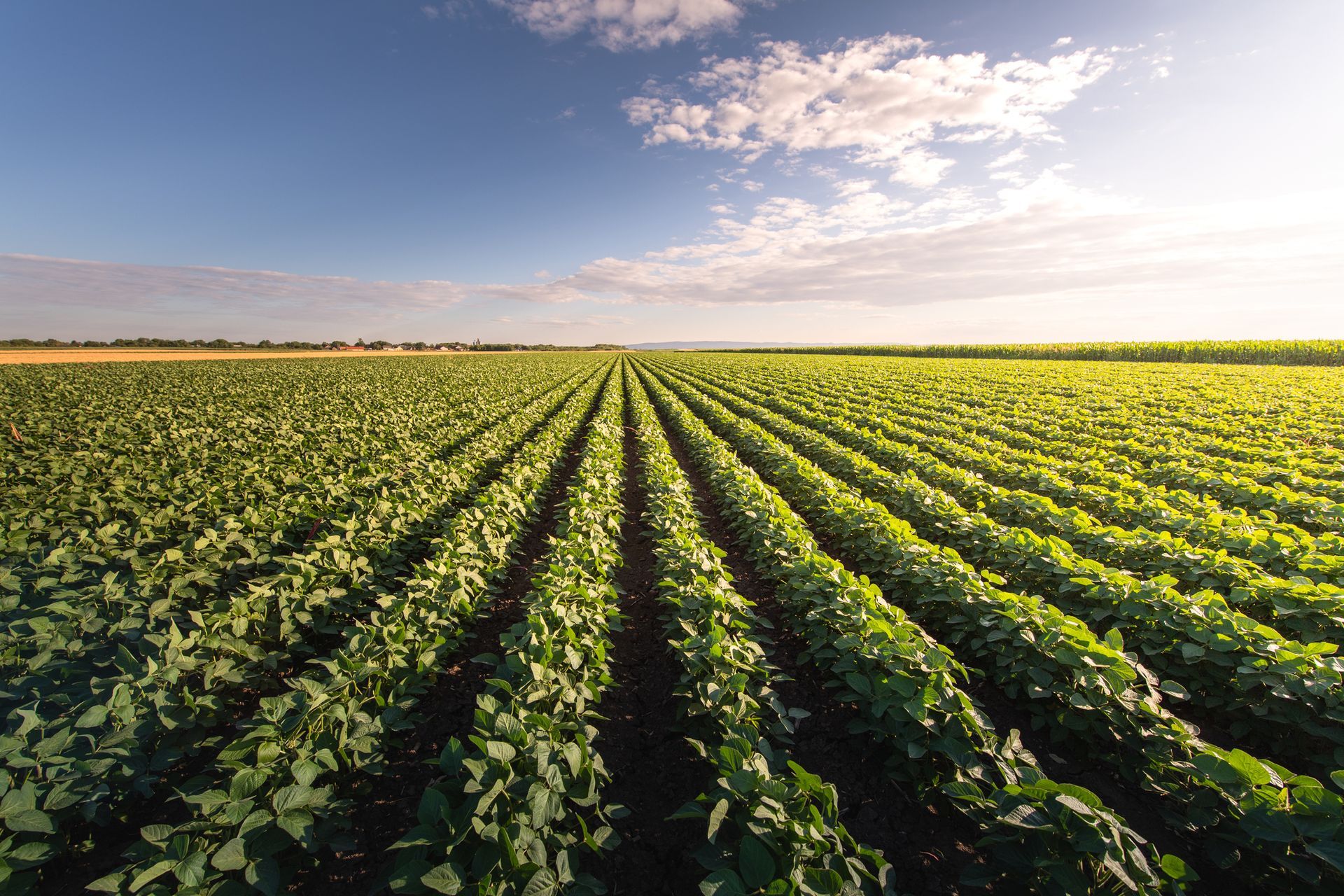 Rows Of Green Plants Are Growing In A Field – Warrnambool, VIC - Taits Legal