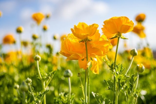 Bright yellow flowers blooming in field under blue sky, symbolizing remembrance, funeral homes Tupel