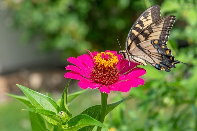 funeral services Saltillo, MS