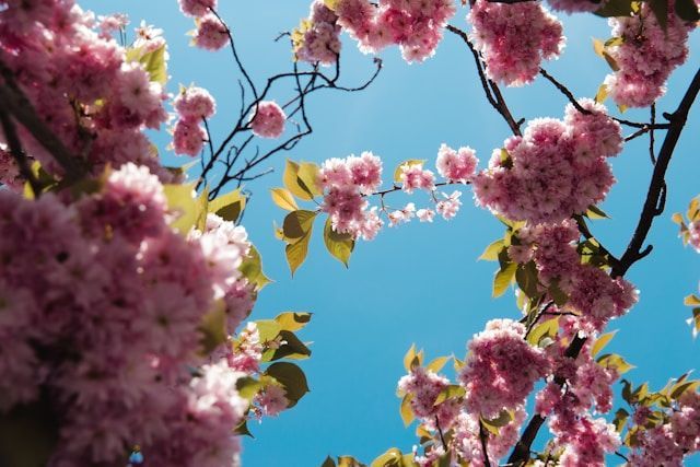 Pink blossoms on tree branches against clear blue sky, funeral services Tupelo, MS