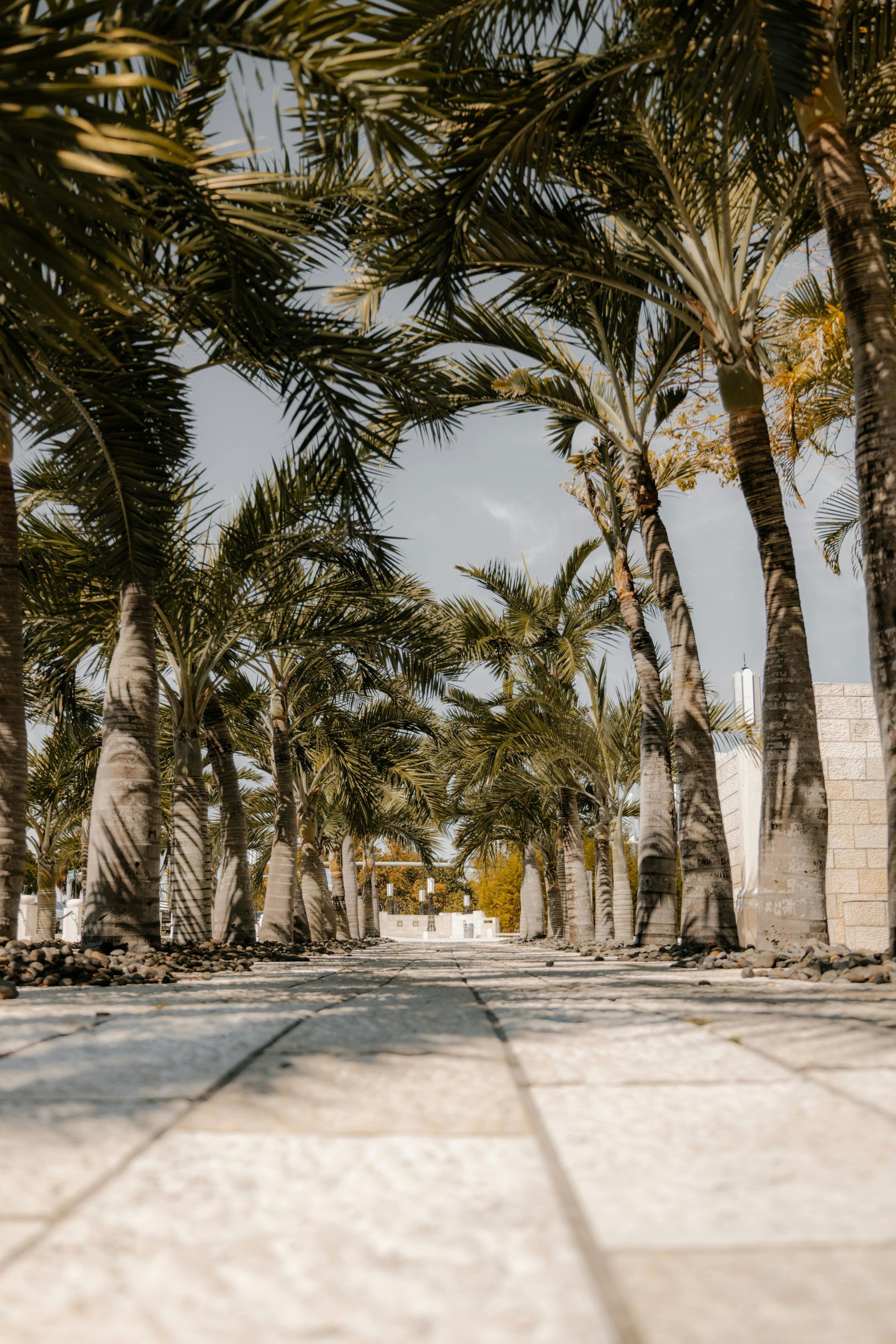 A row of palm trees are lined up on a sidewalk.