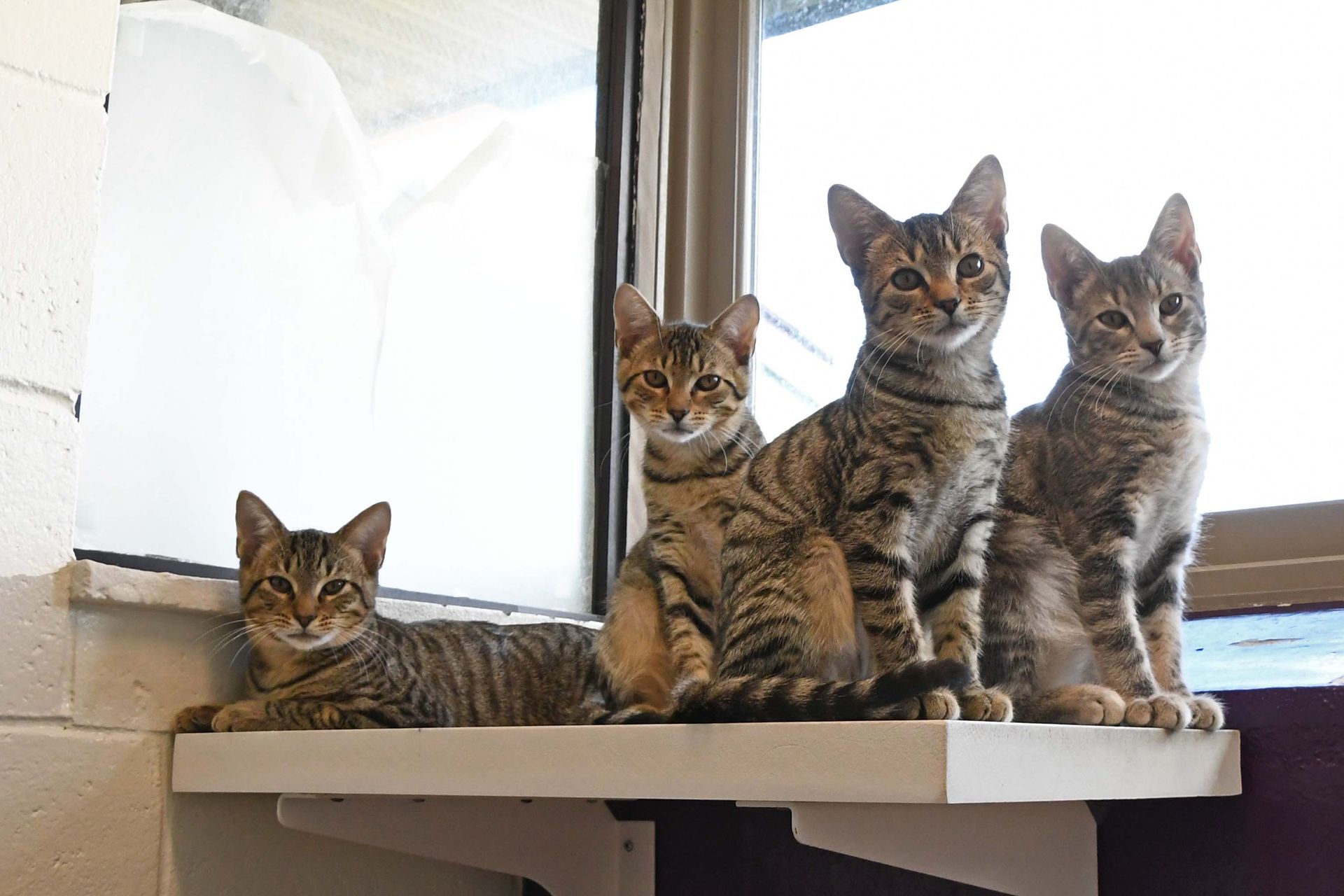 Three kittens are sitting on a shelf in front of a window