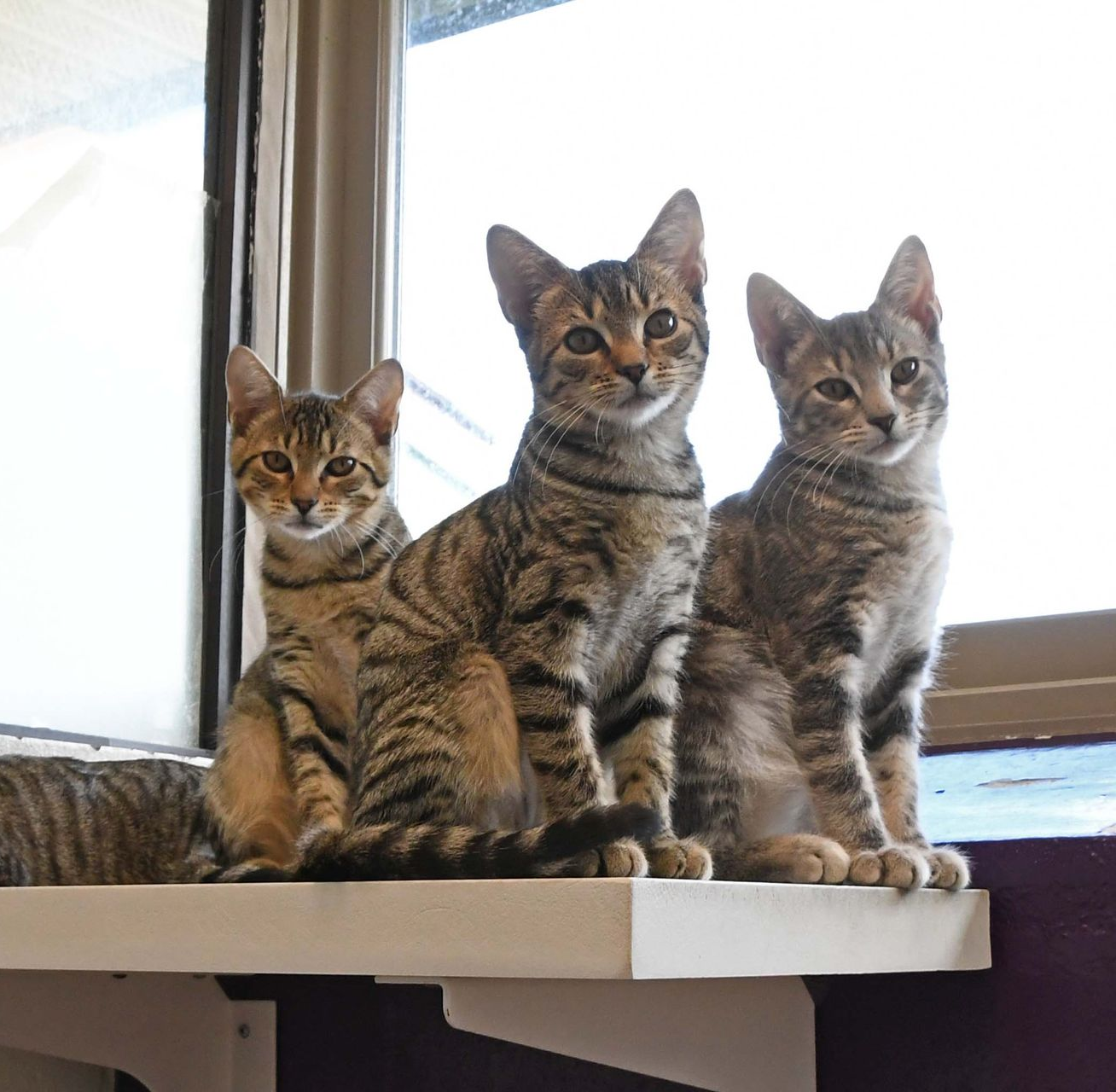 Three kittens are sitting on a shelf in front of a window