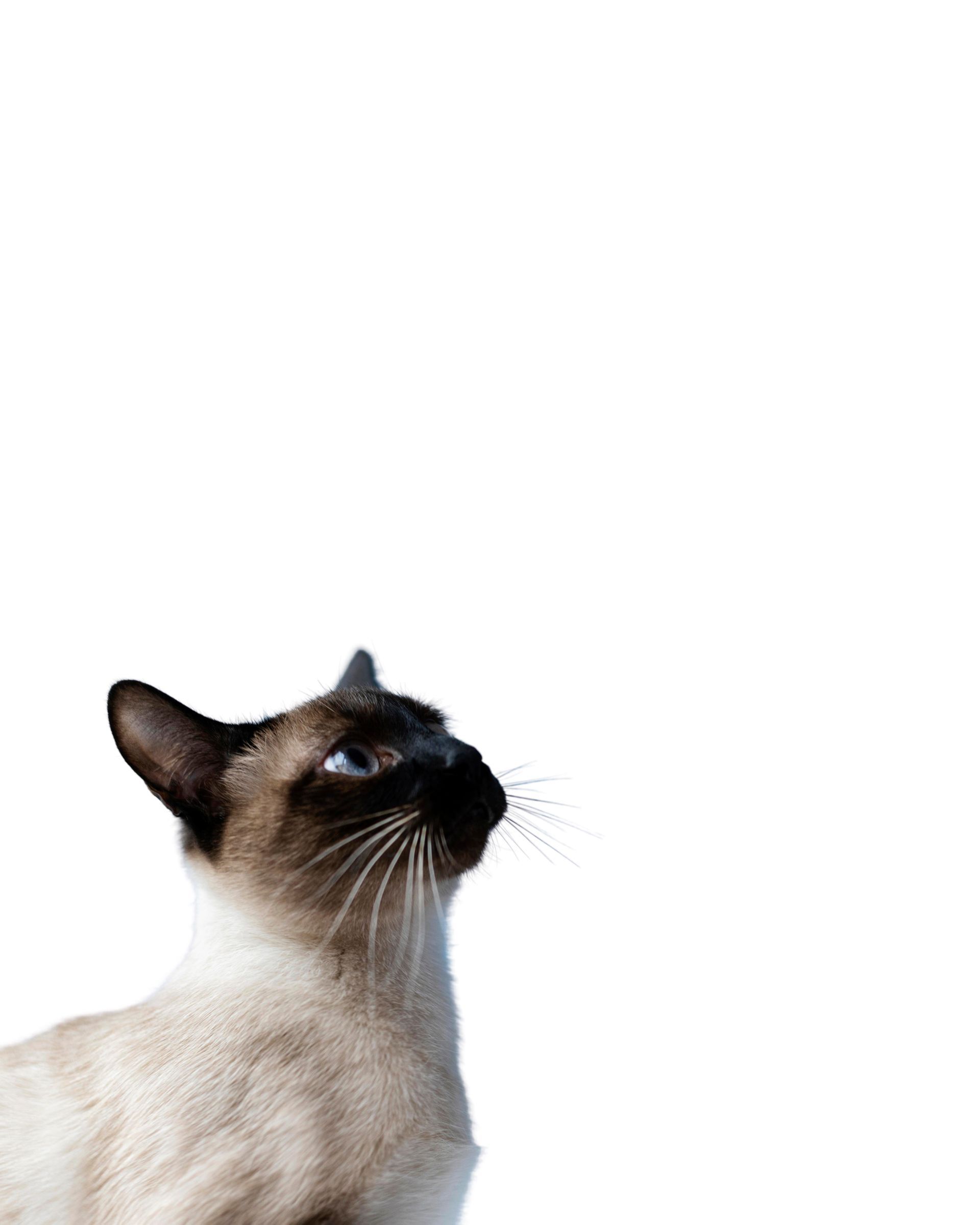 A siamese cat is looking up on a white background.