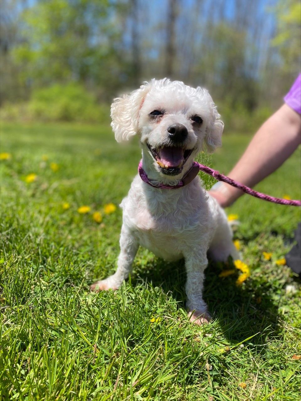 A small white dog is sitting in the grass on a leash.