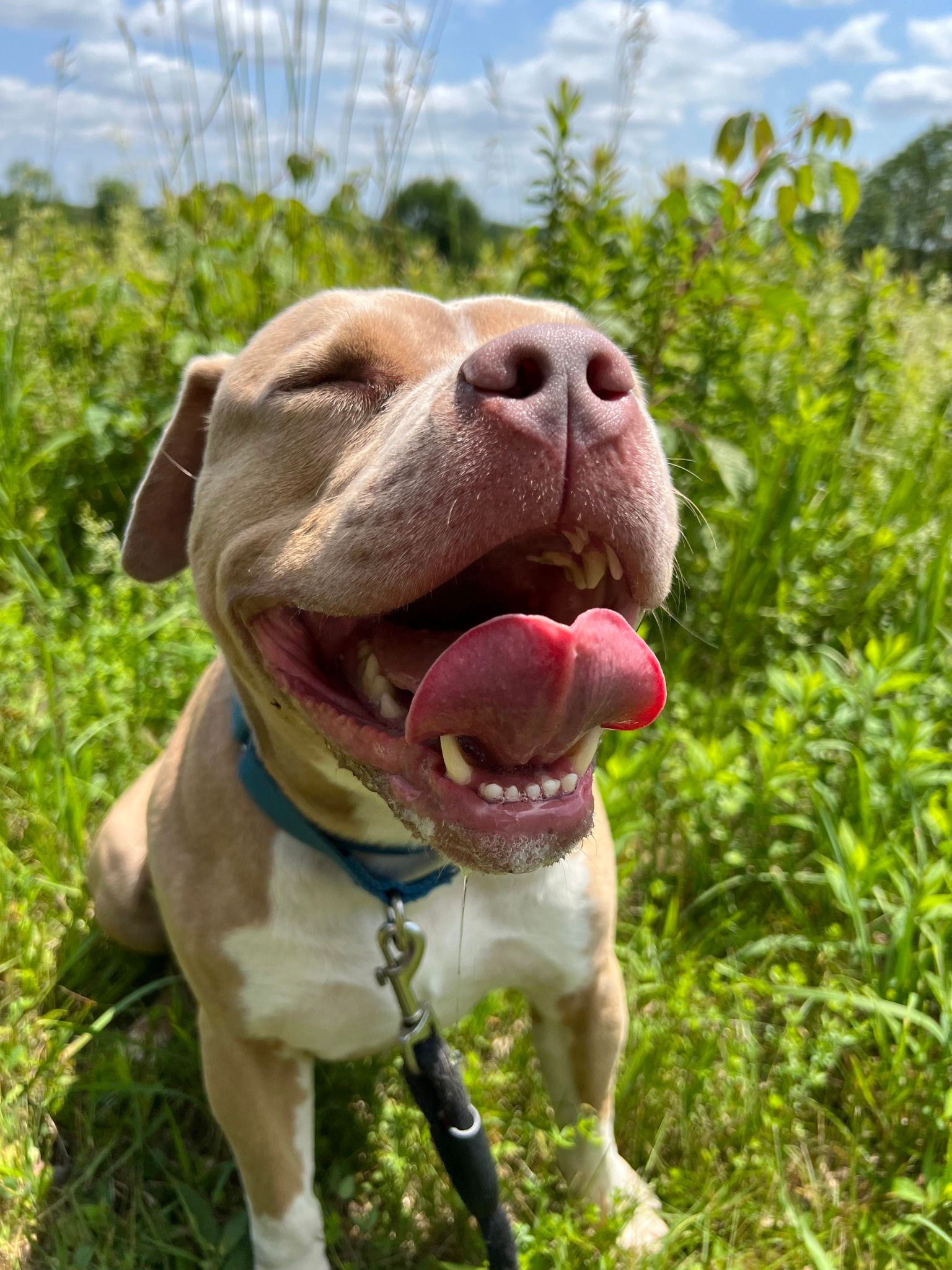 A brown and white dog is sitting in the grass with its mouth open.