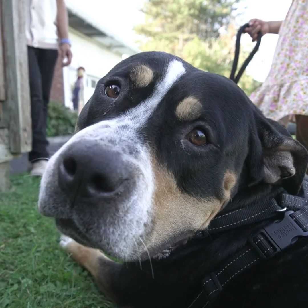 A close up of a black and white dog on a leash