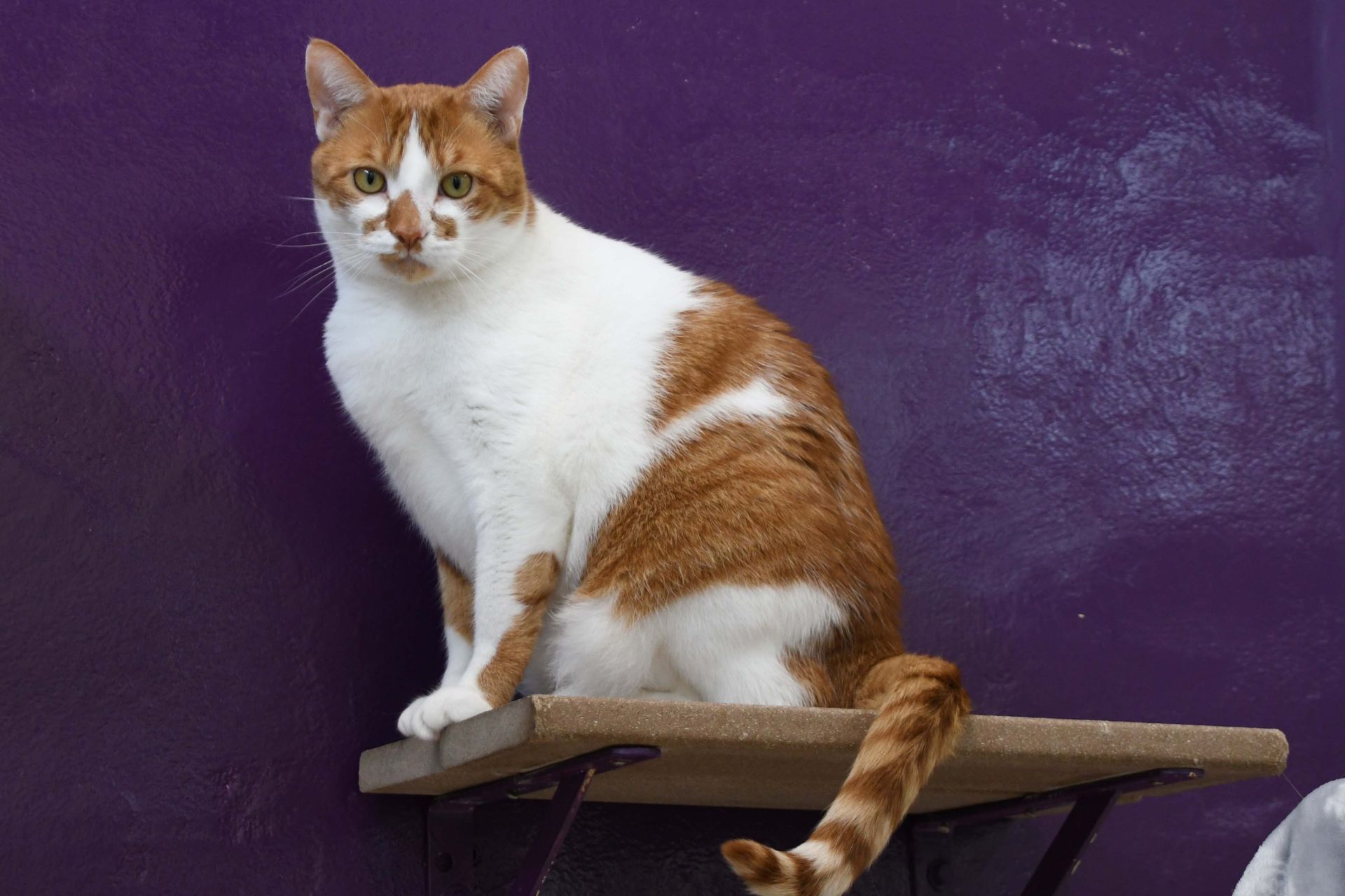 A brown and white cat is sitting on a shelf in front of a purple wall.