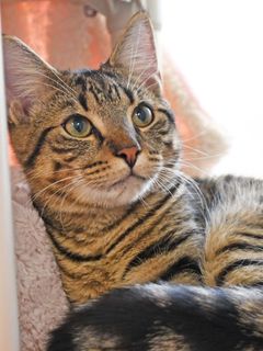 A cat is laying down on a bed and looking at the camera.