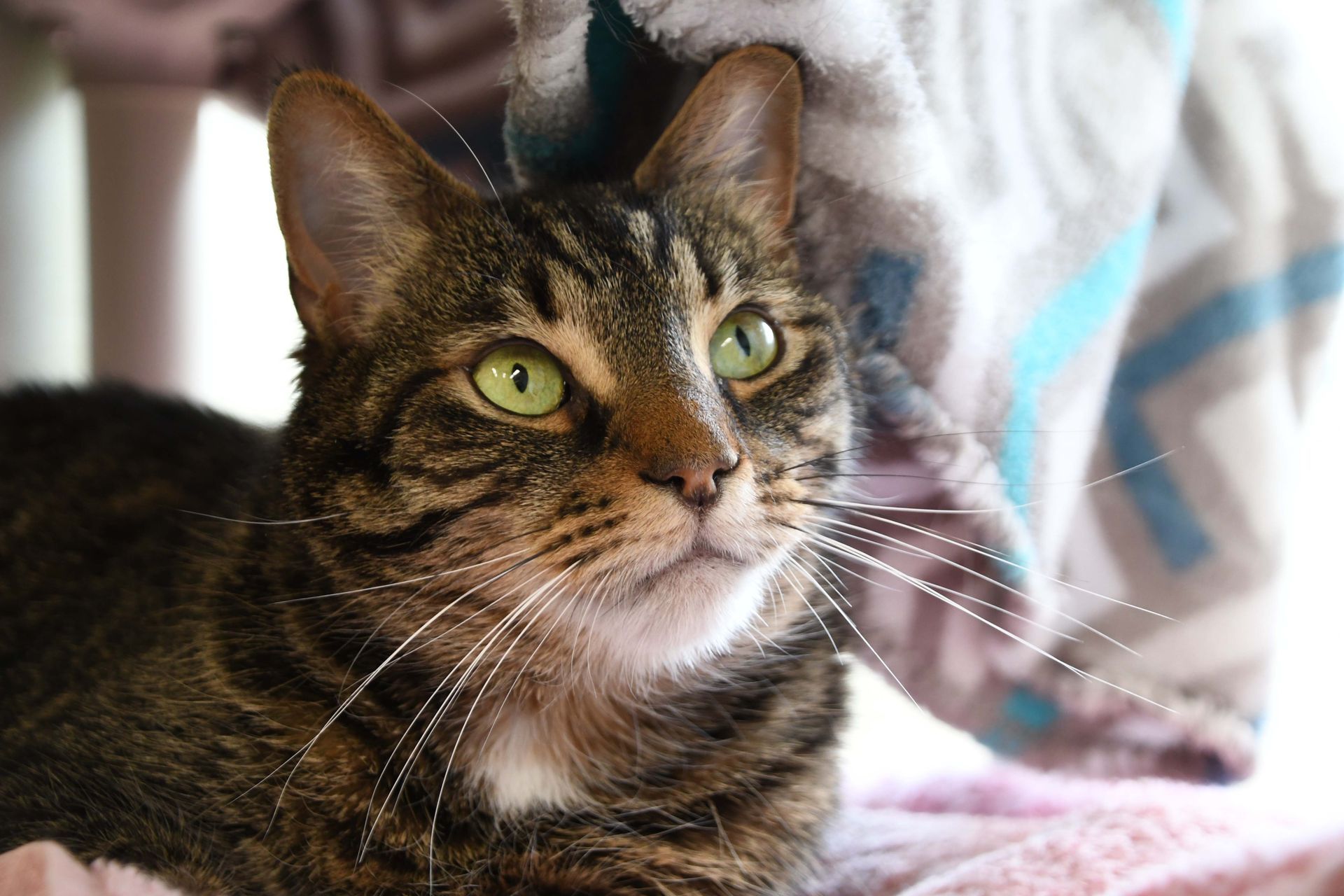 A close up of a cat laying on a bed looking at the camera.