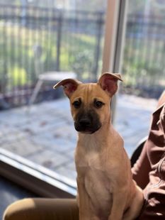 A puppy is sitting on a person 's lap in front of a window.