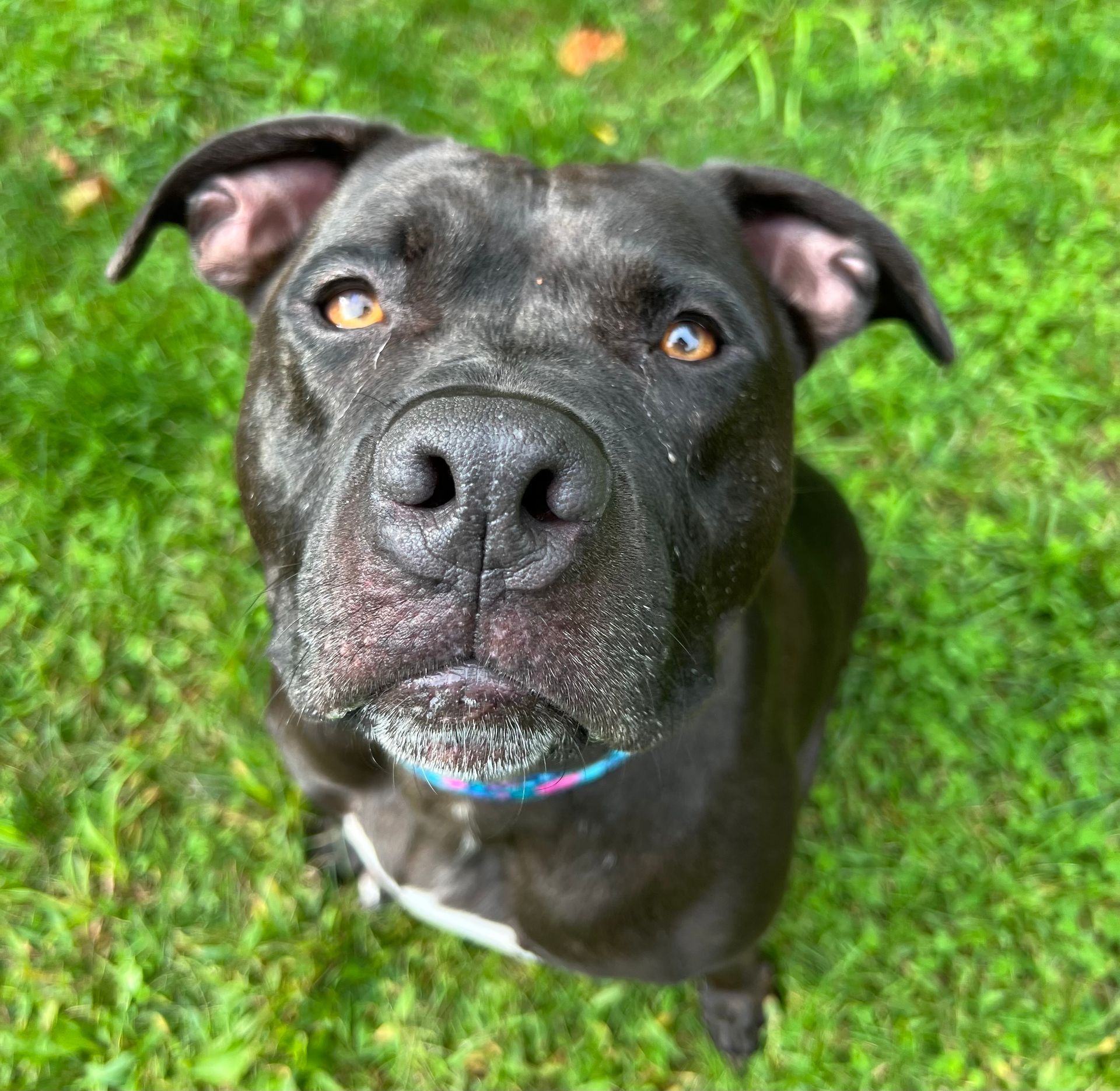 A black dog is looking up at the camera while standing in the grass.