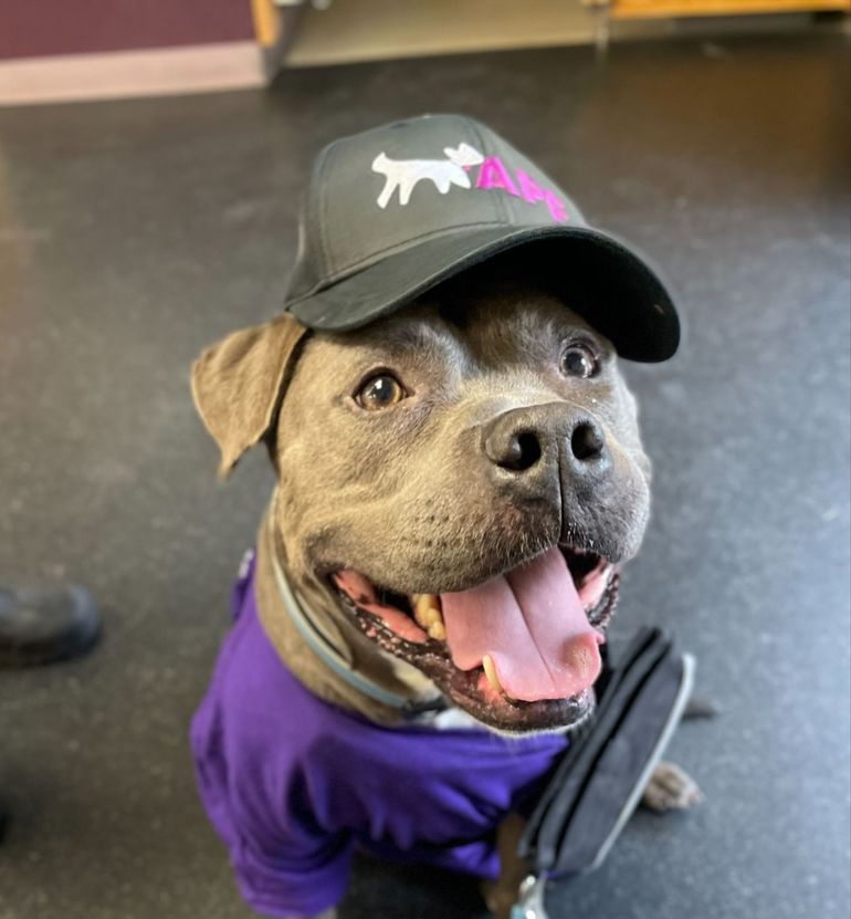 A dog wearing a hat and a purple shirt