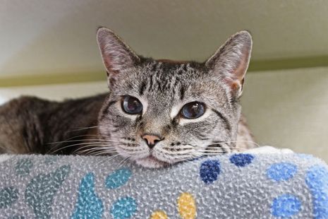 A cat is laying on a blanket and looking at the camera.