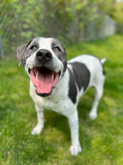 A black and white dog is standing in the grass with its tongue out.