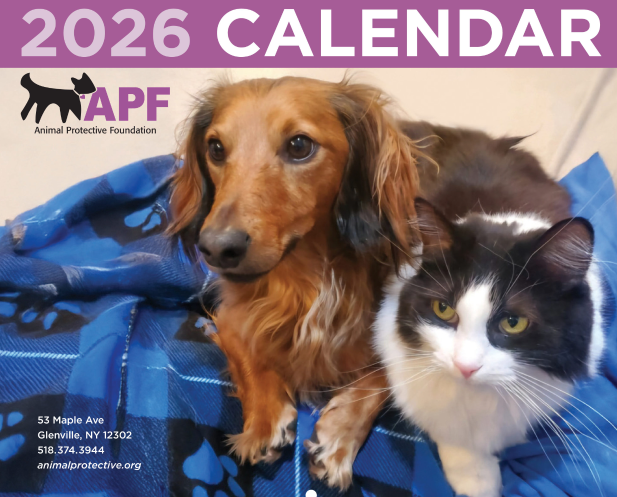 A black and white cat is sitting on a tiled floor next to a car.