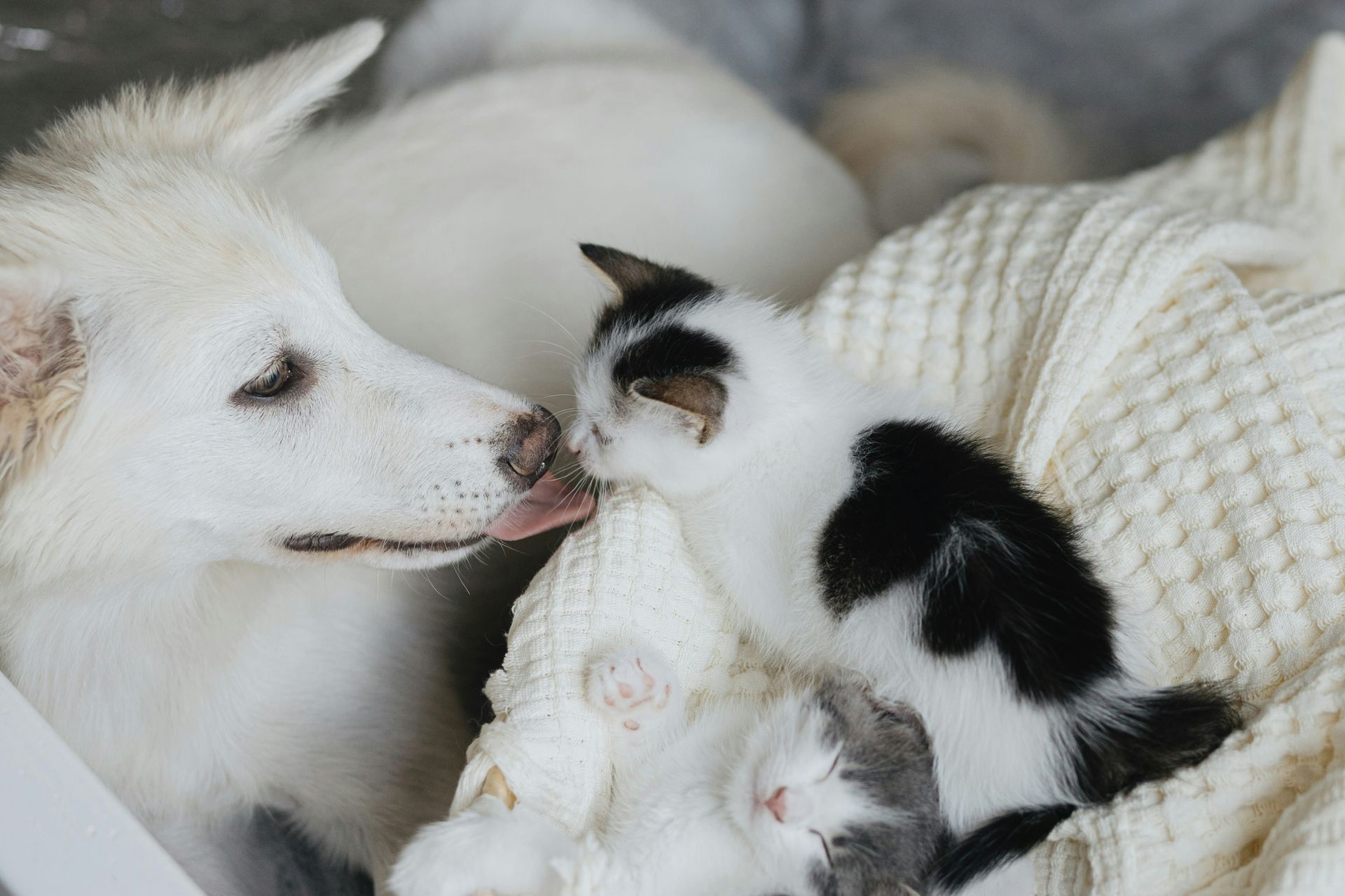 A dog and a kitten are laying next to each other on a blanket.