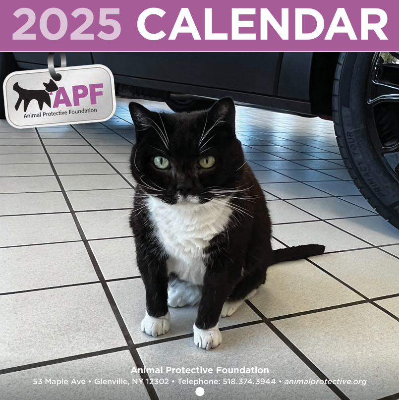 A black and white cat is sitting on a tiled floor next to a car.