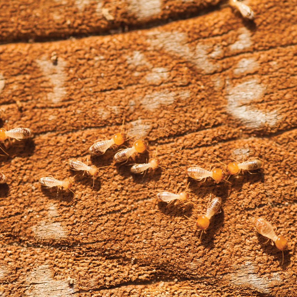 Termites — Glen Rose, TX — Glen Rose Pest Control