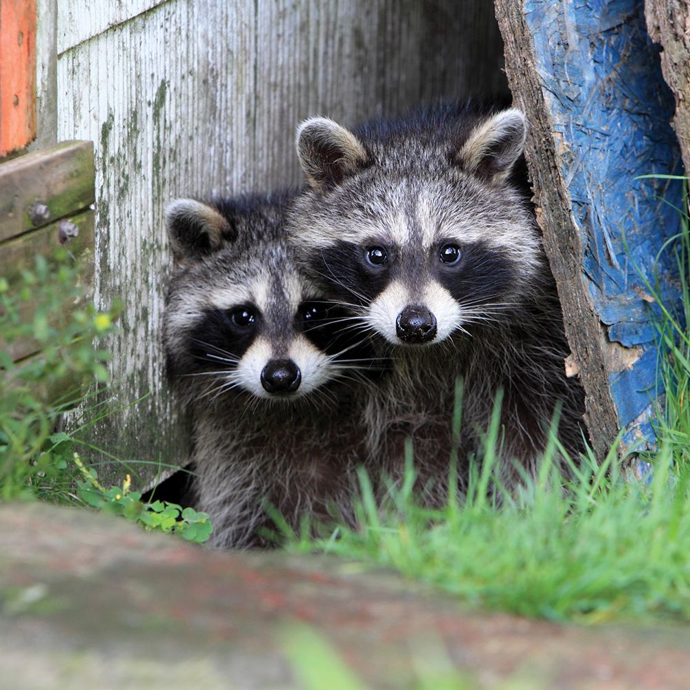 Two Raccoons — Glen Rose, TX — Glen Rose Pest Control