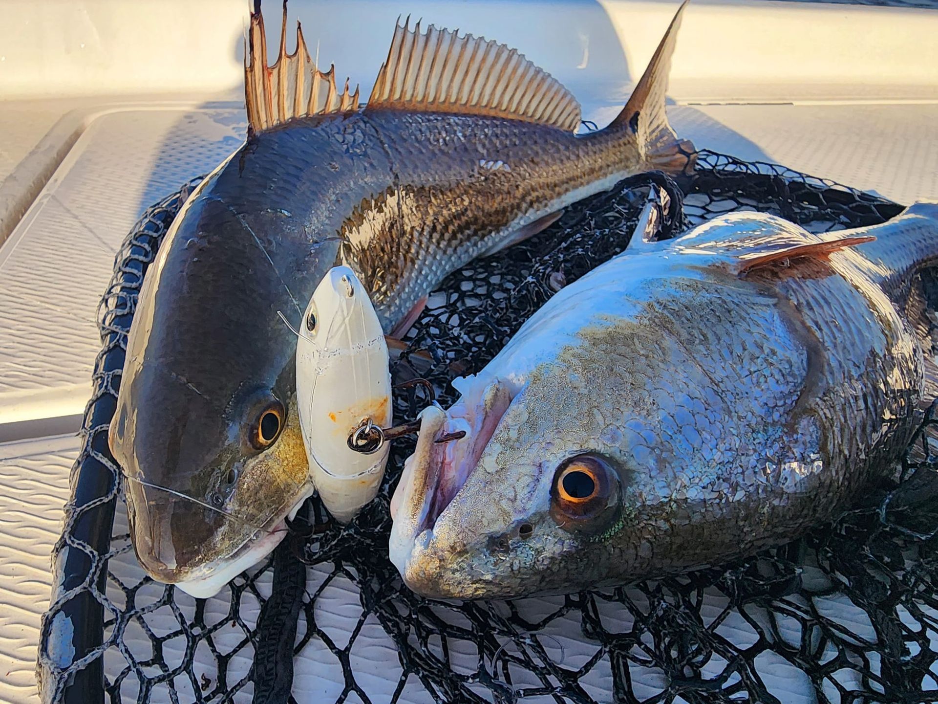 Two redfish in a net, one caught with a white lure.
