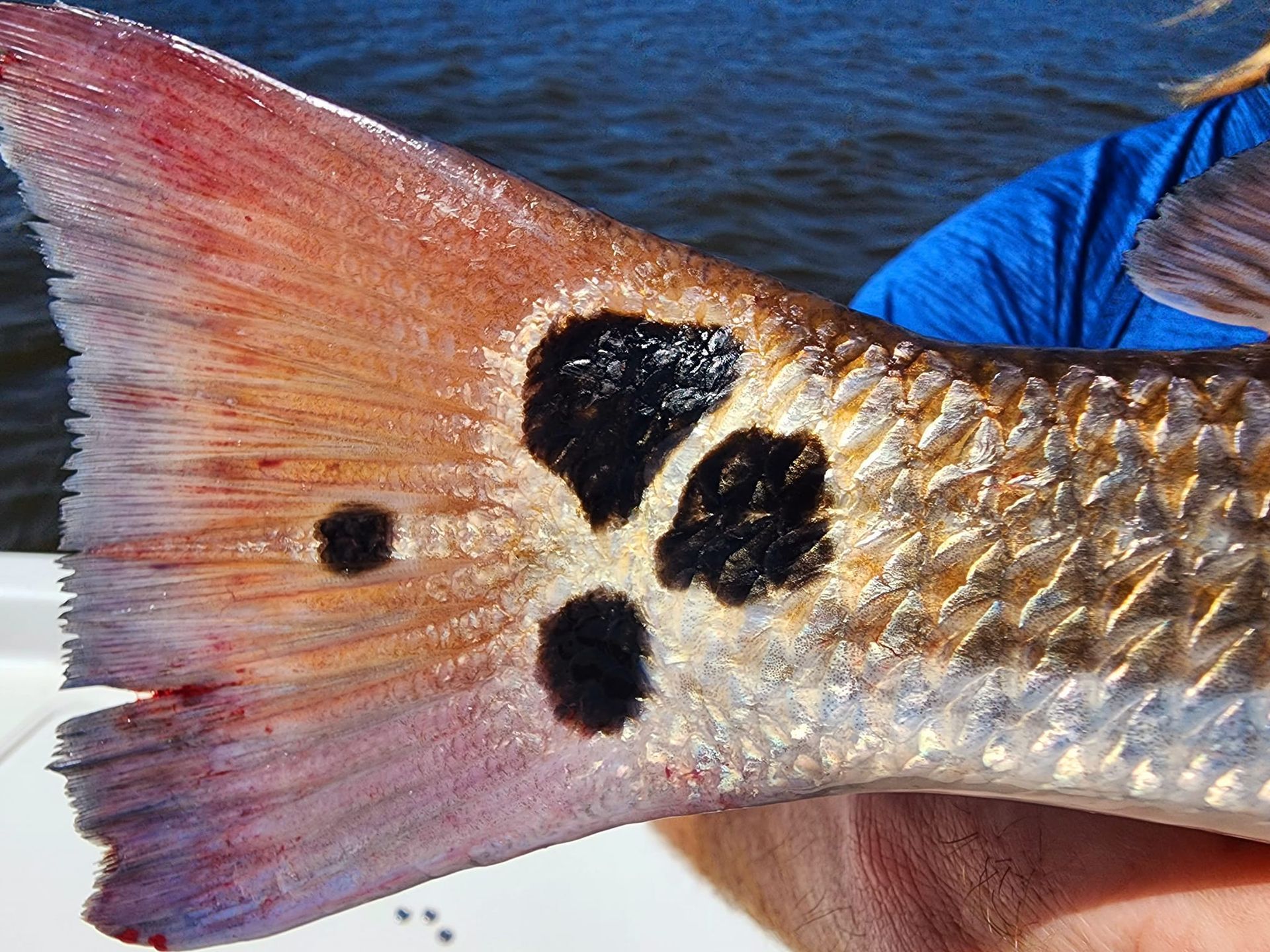 Redfish tail with several large, black spots. Tail is reddish-pink, held over blue water.