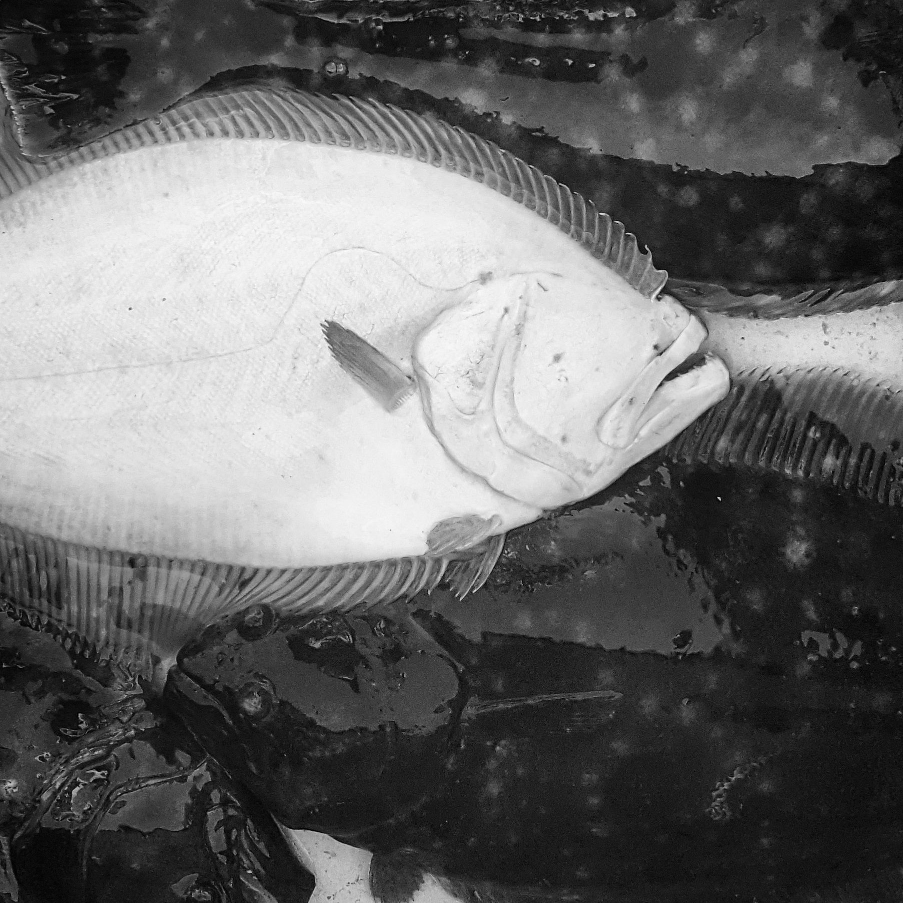 Flatfish with white top and dark underside, resting among other fish.