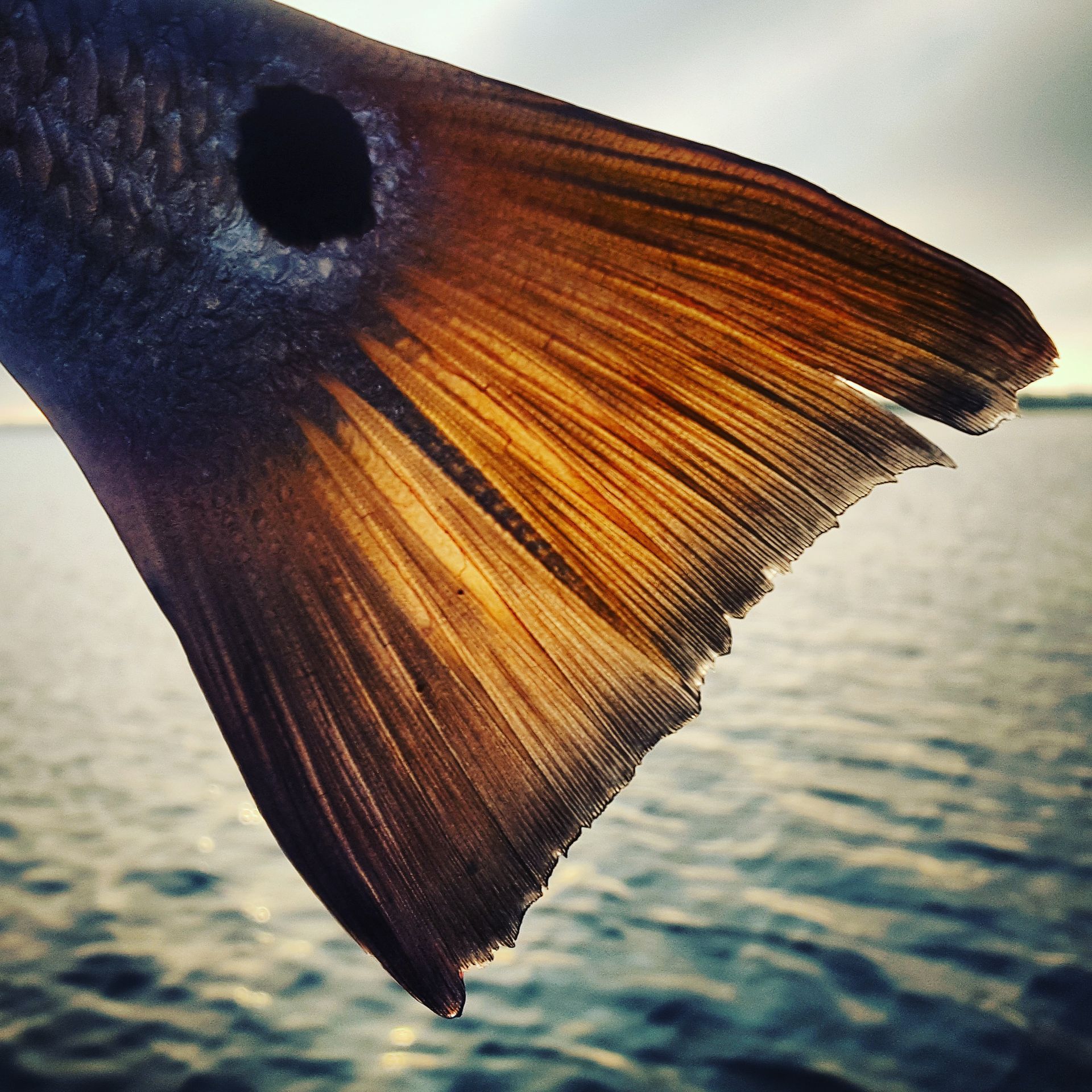 Redfish tail, orange and brown, near water.  Distinct black spot.