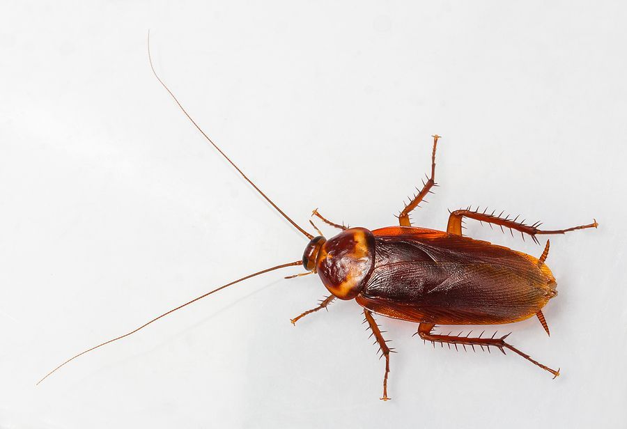 Cockroaches active indoors during winter months in Middle Georgia homes