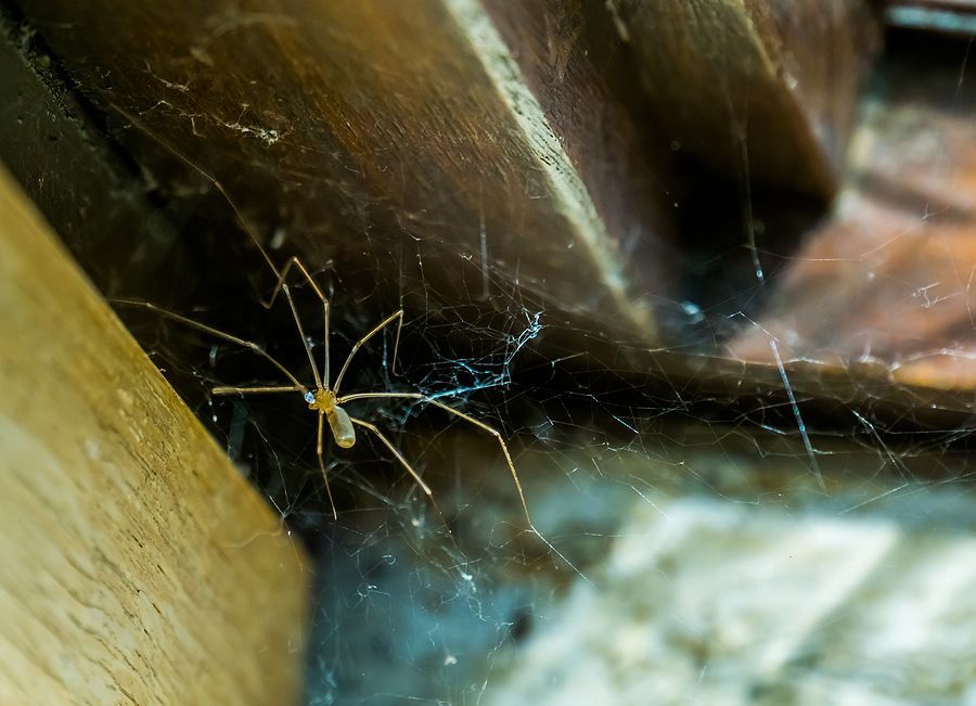 Spiders moving indoors for shelter during winter in Georgia