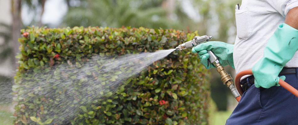Advanced termite control solutions for long-term protection