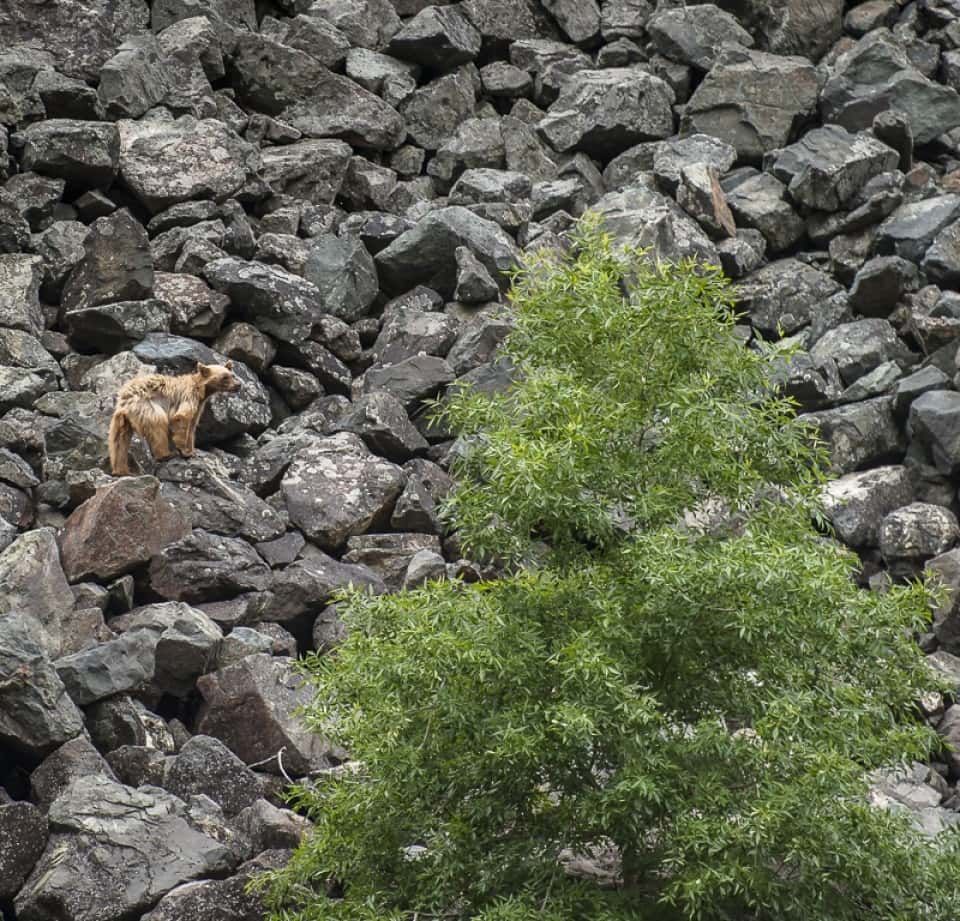 Large Pile of Rocks with A Tree in The Foreground