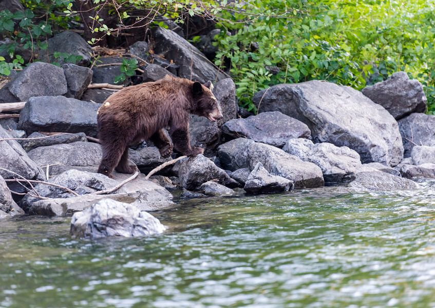 Brown Bear Standing on A Rock Near a Body of Water