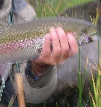 A person is holding a rainbow trout in their hands.