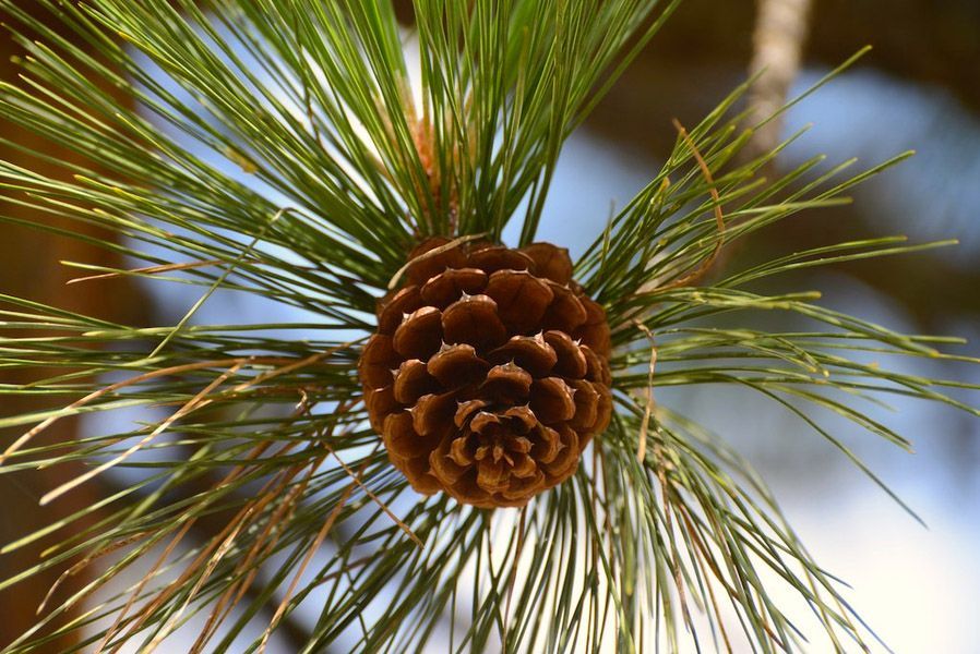 Pine Cone Hanging from A Pine Tree Branch