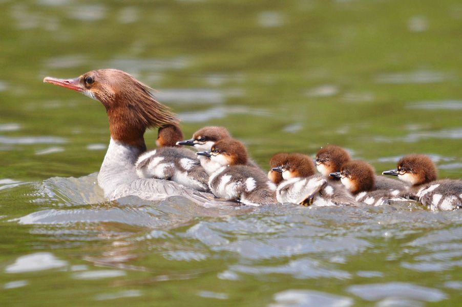 Mother Duck and Ducklings Swimming in  Water