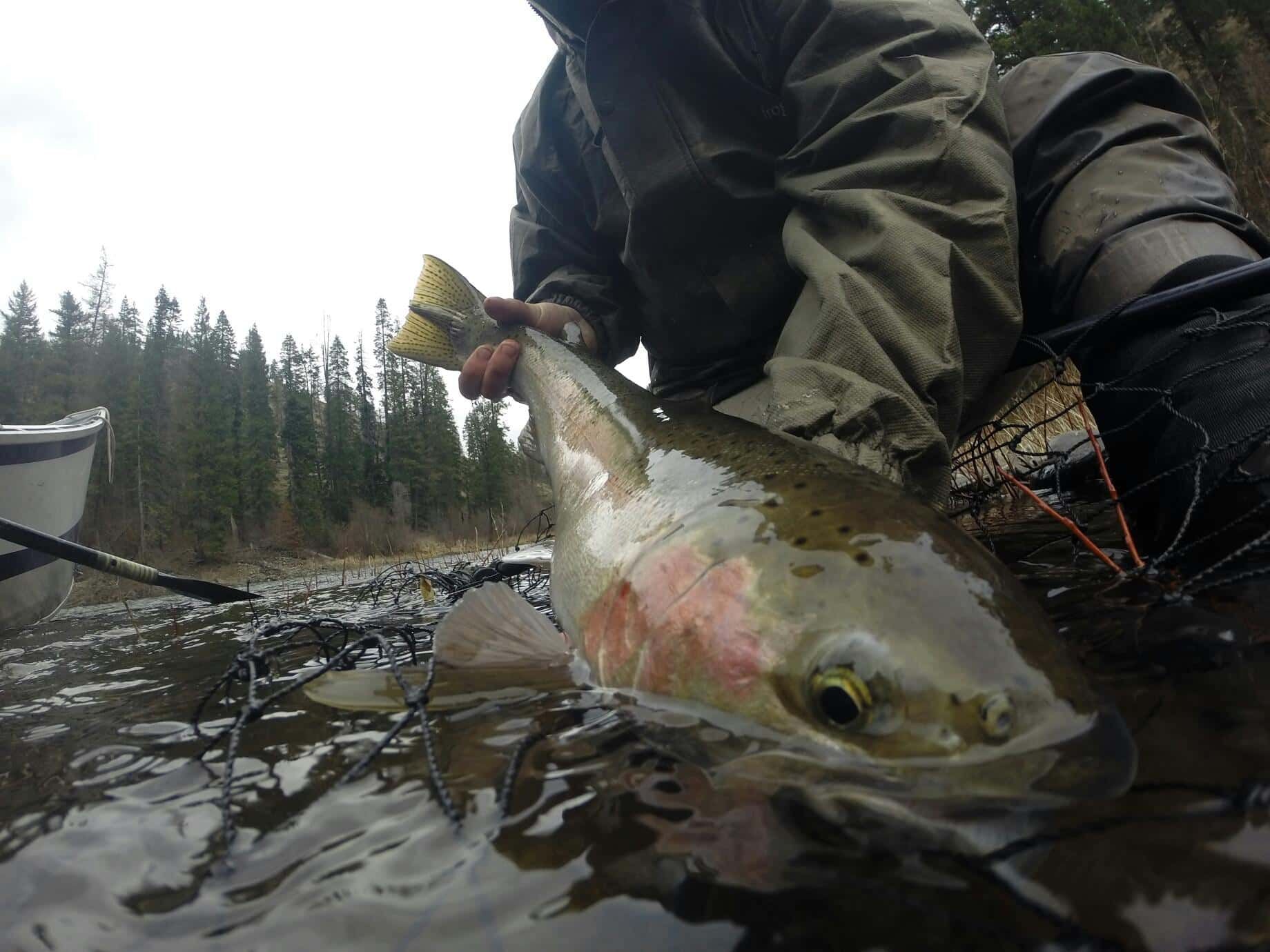 Person Holding a Large Fish in Their Hands in The Water
