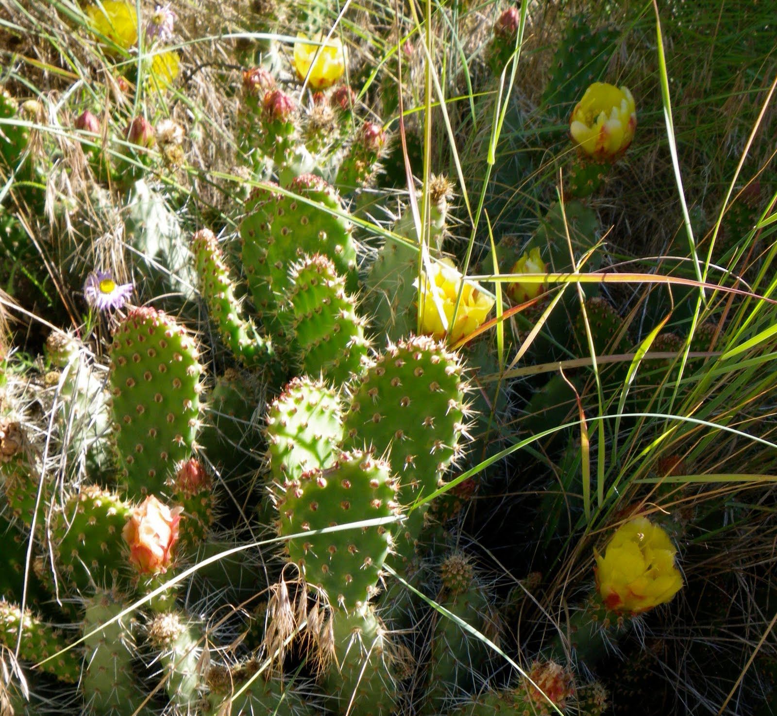 A cactus with yellow flowers is growing in the grass