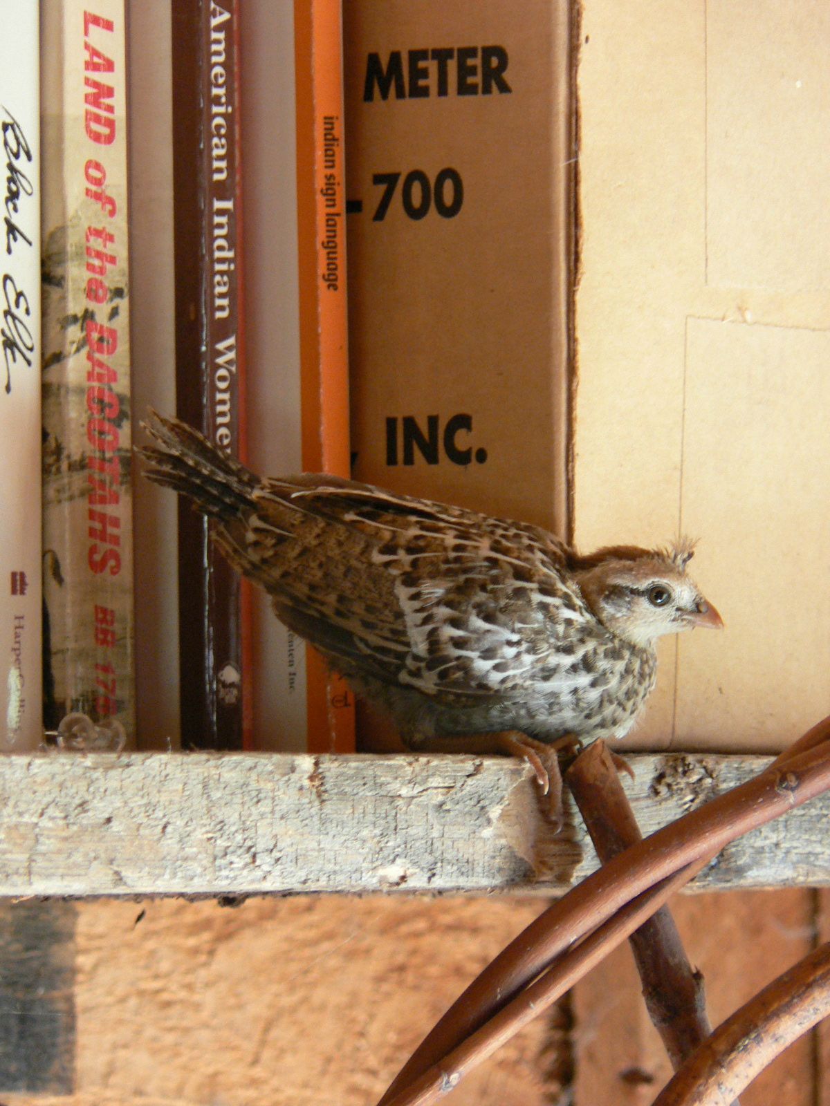 A bird sits on a shelf next to a meter inc. box