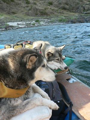 Two husky dogs are sitting on a raft in the water.