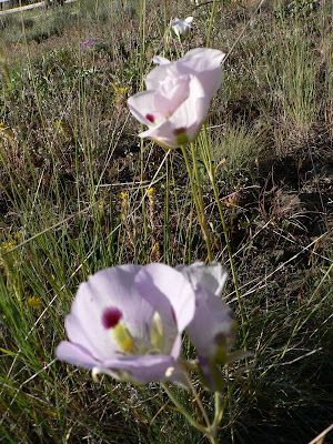 Two purple flowers are growing in a field of tall grass.