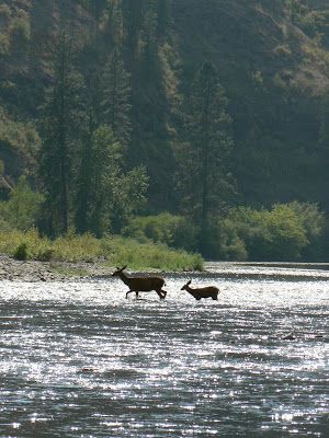 Two deer are running across a river with trees in the background.